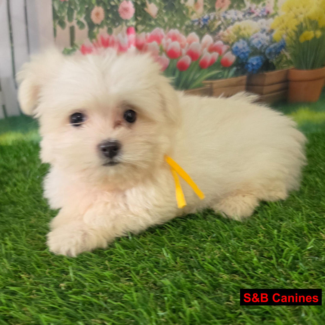 Puppy Image